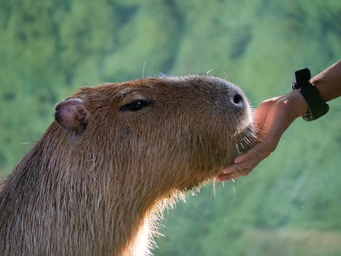 Capybara the largest rodent in the world