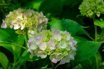Soft selective macro focus of multicolored pink flowers hydrangea macrophylla against evergreen background. Elegant summer flower landscape, fresh wallpaper and nature background concept