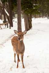 Deer in the winter woods. Farm with deer.