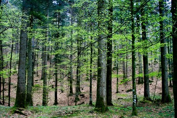 Naklejka premium trees in the forest