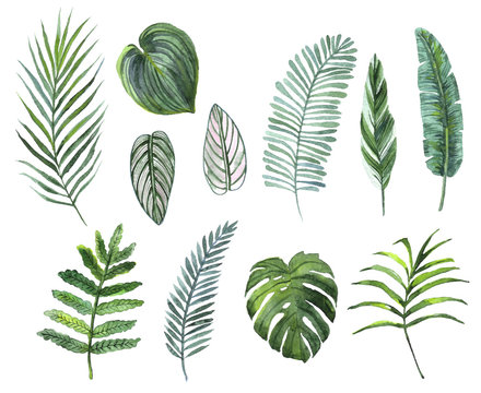 watercolor hand painted set of tropical plants leaves.