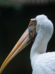 Painted Stork in South East Asia
