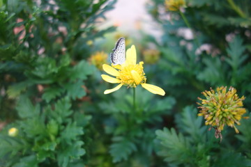 黄色い花に止まる蝶