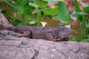 Large Green Iguana Lizard resting