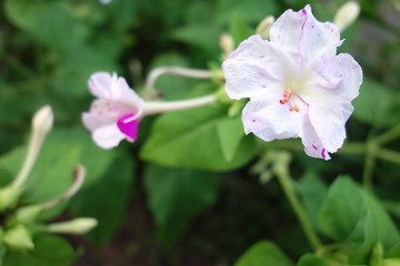 白とピンクのオシロイバナ