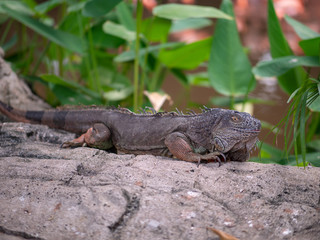 Large Green Iguana Lizard resting
