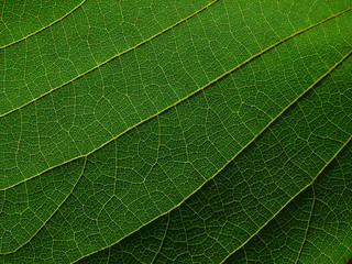 green leaf texture