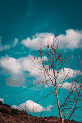 tree and sky