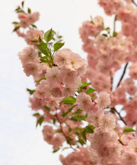Cherry flowers blossom in bloom