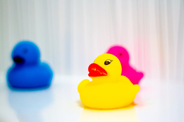 Trio of rubber ducklings