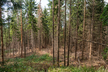 Große Waldschäden
