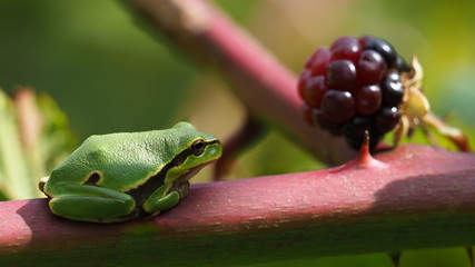 frog sitting on a thorn branch
