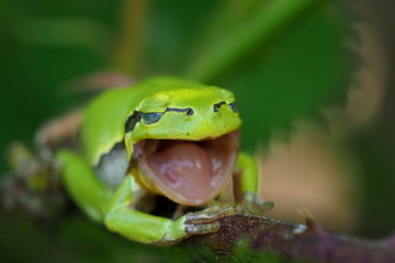gaping tree frog