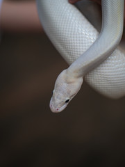 Blue Eyed Leucistic White Ball Python