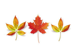 Autumn leaves isolated on white background. Vector illustration.