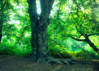 Nature scene with trees in summertime from Central Park, NYC