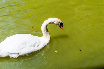 Sad white swan on the lake