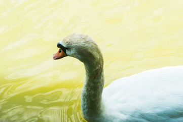 Beautiful white swan on the lake alone