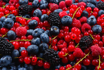 Blackberry, raspberry, blueberry,  red currant and mint background.