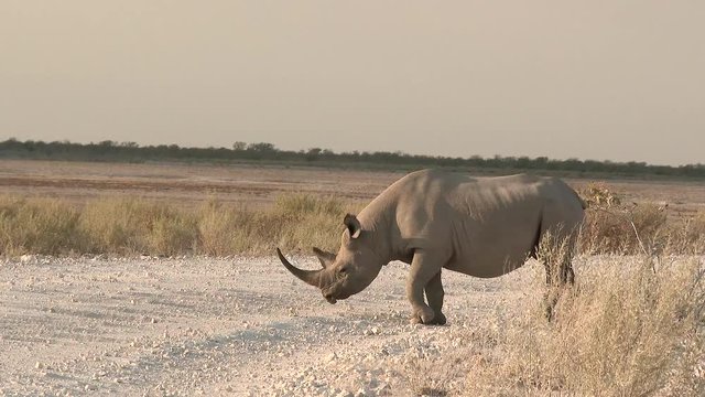 Black Rhinocerus ((Diceros bicornis)  crossing a road, in early morning light, Namibia.