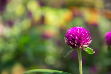 Button flower (gomphrena) is an ornamental plant with a small appearance. The flowers are round and grow thick, the stems are long so they are commonly used as flower arrangements.