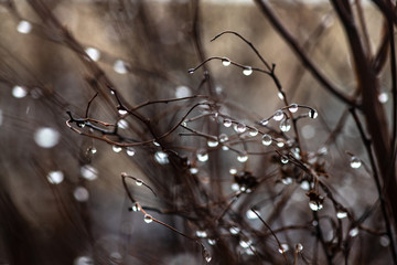 Water drops on branch autumn weather cold rain
