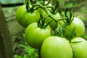 Green tomatoes on the farm close up