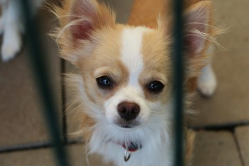 beautiful small chihuahua is standing behind the fence in the shelter and waiting for his new humans