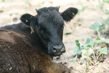 Abuse of animals in agriculture. A cow in a pasture bites itself. Calf with rolled up wool and fleas.