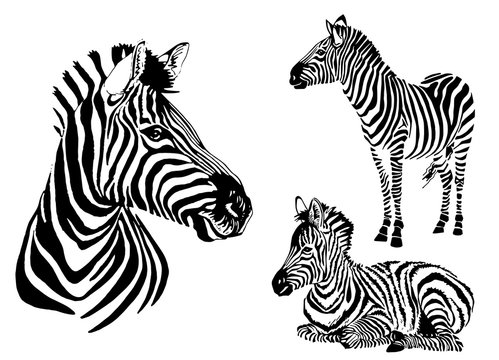 Graphical collection of zebras, white background, vector tattoo illustration,eps10