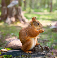 Naklejka na ściany i meble A squirrel in a park sits on a stump and eats a nut