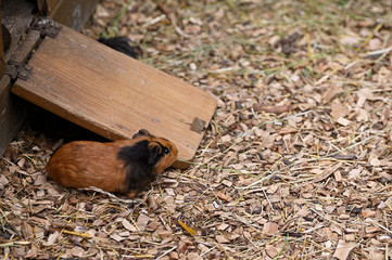 Guinea pig in the paddock outdoors.