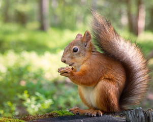 Naklejka na ściany i meble A squirrel in a park sits on a stump and eats a nut