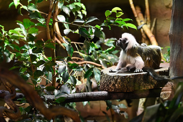 Little lion monkey in terrarium.