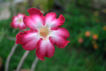 Obraz na płótnie Canvas Close up pink and white flower and blur black ground