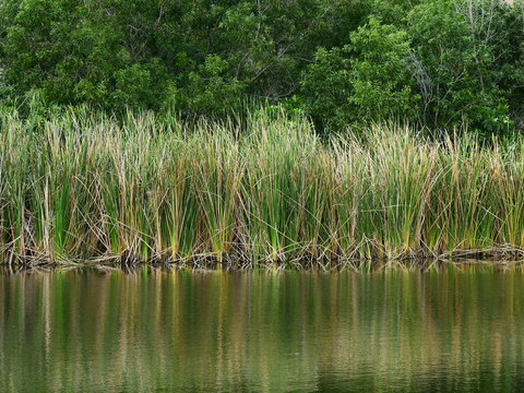 Lesser reedmace ( Bulrush,Cattail,Elephant grass,Reedmace tule ) in the pond with water reflection