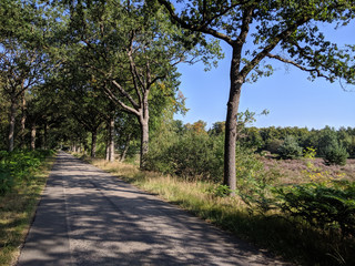 Road around Brongerga in Friesland