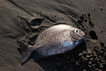 Dead fish on the beach. Water and environment pollution concept