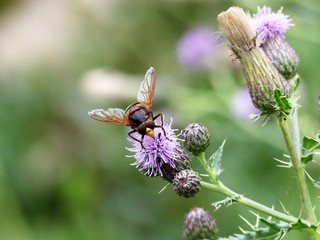 Male Volucella zonaria, the hornet mimic hoverfly, a species of hoverfly