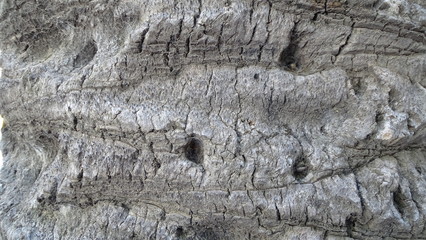 Textura de tronco de arbol podrido