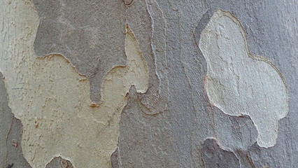 Textura tronco de arbol