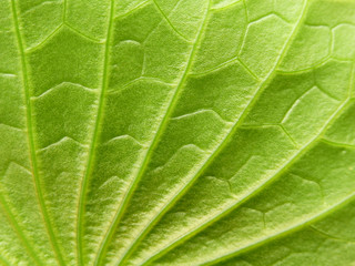 Fototapeta na wymiar green lotus leaf texture