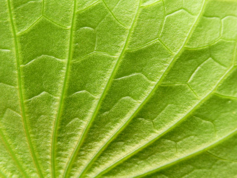green lotus leaf texture