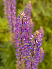Lupins, the purple flowers in bloom