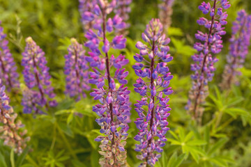 Lupins, the purple flowers in bloom