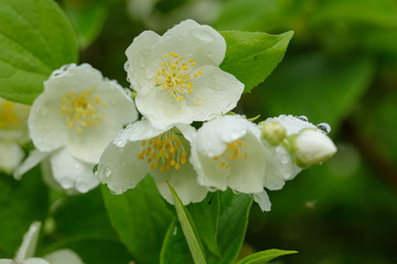 Jasmine flower. Beautiful white jasmine