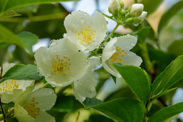 Jasmine flower. Beautiful white jasmine