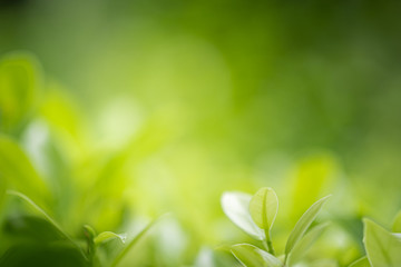 Closeup beautiful view of nature green leaf on greenery blurred background with sunlight and copy space. It is use for natural ecology summer background and fresh wallpaper concept.