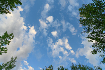 looking up at blue sky fluffy clouds and trees