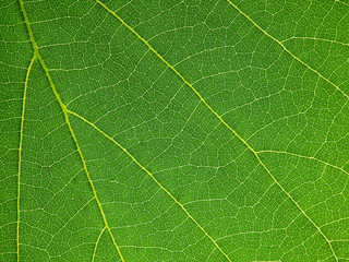 detail of green leaf texture ( Bastard Teak, Bengal Kinotree, Kino Tree,Flame of the Forest )